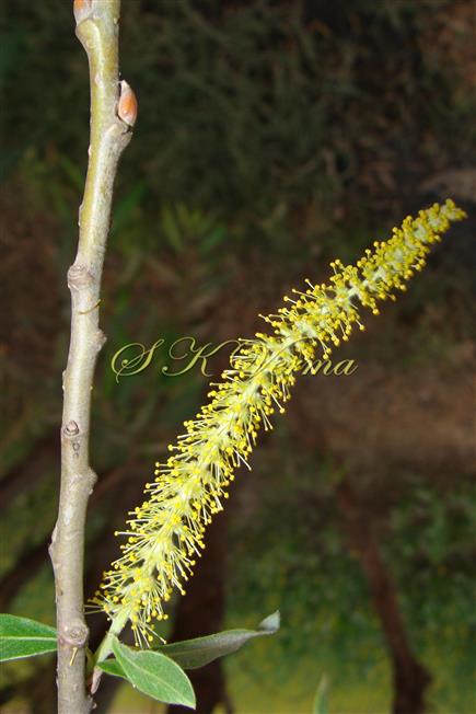  Male Inflorescence